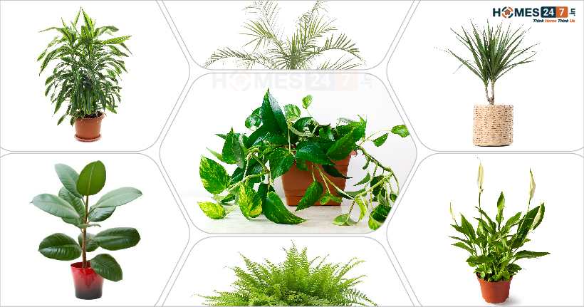 air purifying indoor plants |Homes247